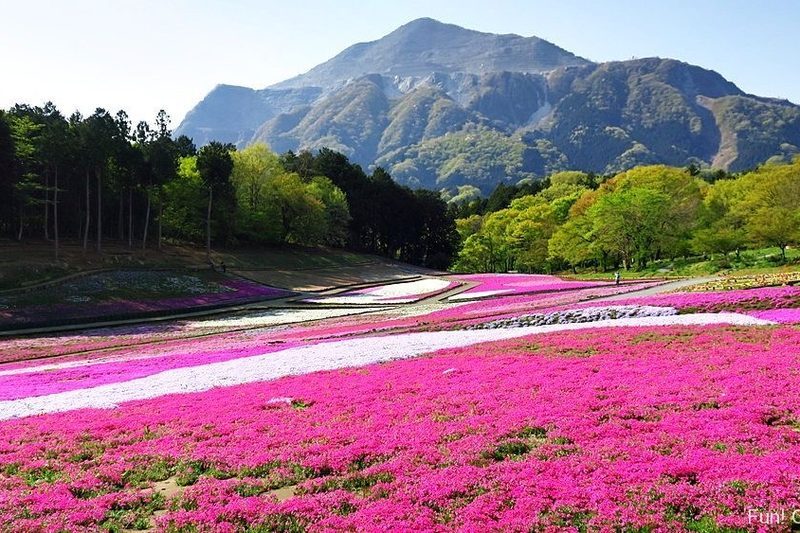 芝桜の丘と武甲山を望む羊山公園