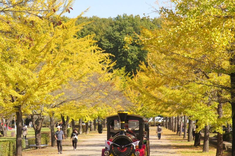 秩父ミューズパークのイチョウ並木