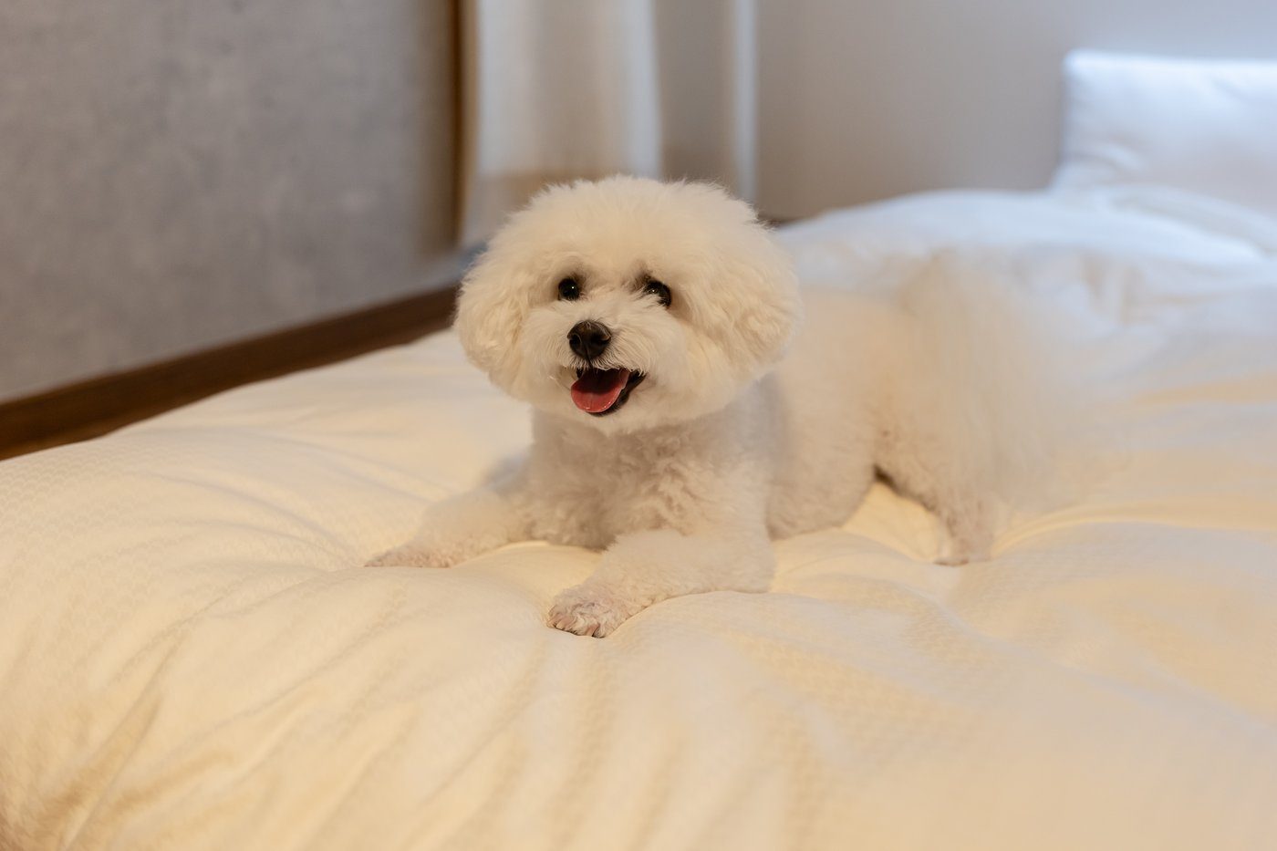 ベッドの上でくつろぐ看板犬にこ