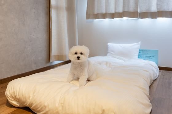 ふかふかの布団の上に立つ看板犬にこ