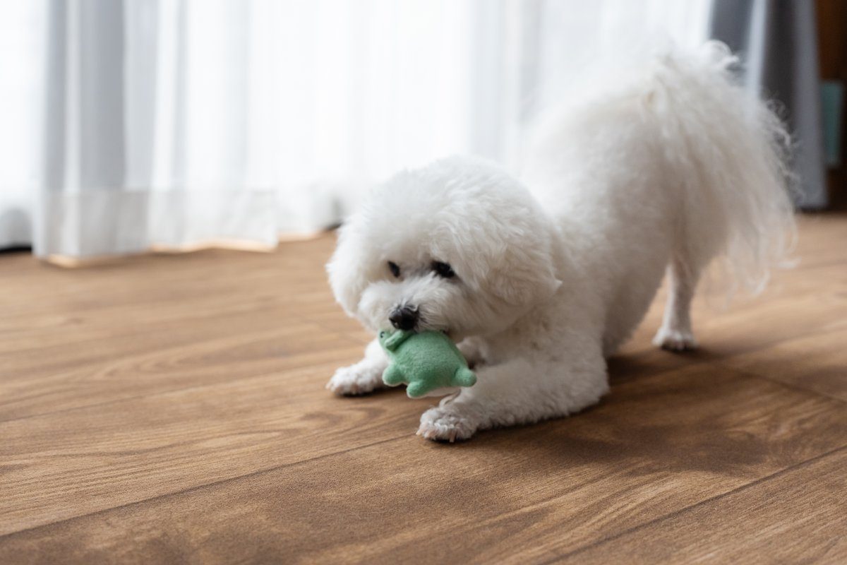 おもちゃで遊ぶ、にこの家の看板犬にこ